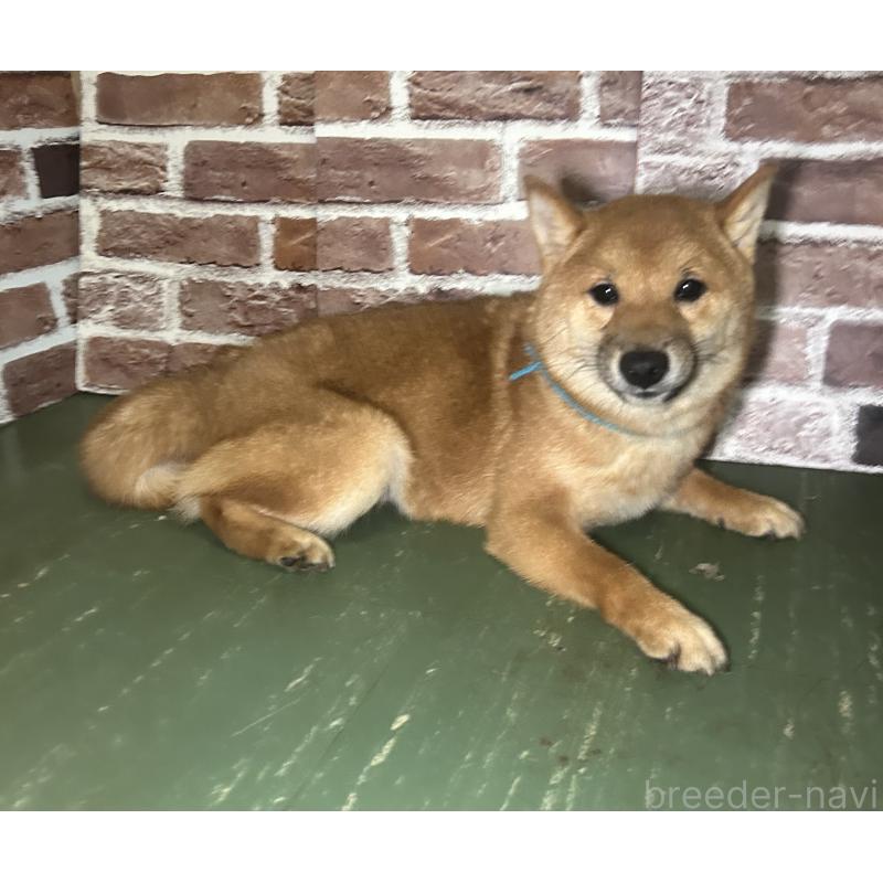 販売中の福岡県の豆柴-417543の9枚目