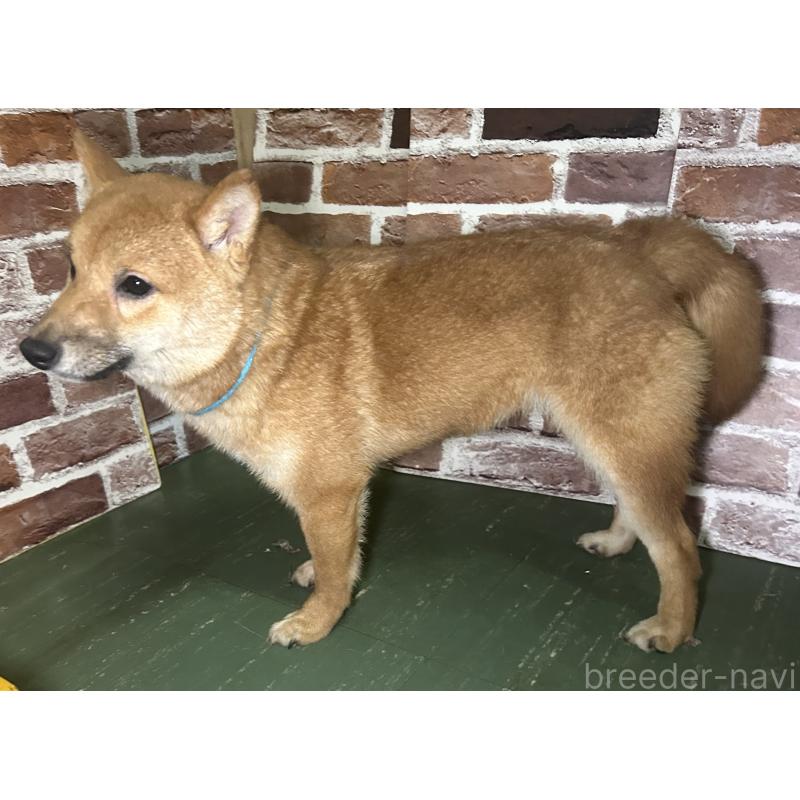 販売中の福岡県の豆柴-417543の8枚目