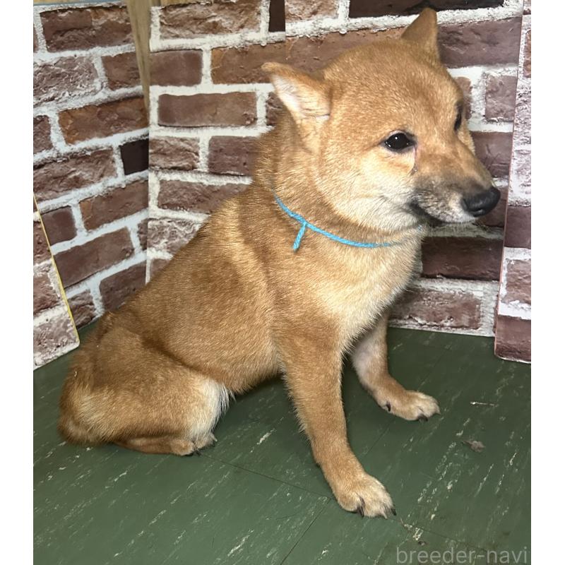 販売中の福岡県の豆柴-417543の7枚目