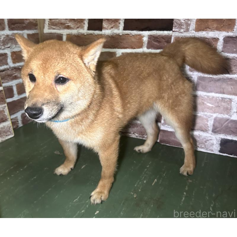 販売中の福岡県の豆柴-417543の6枚目