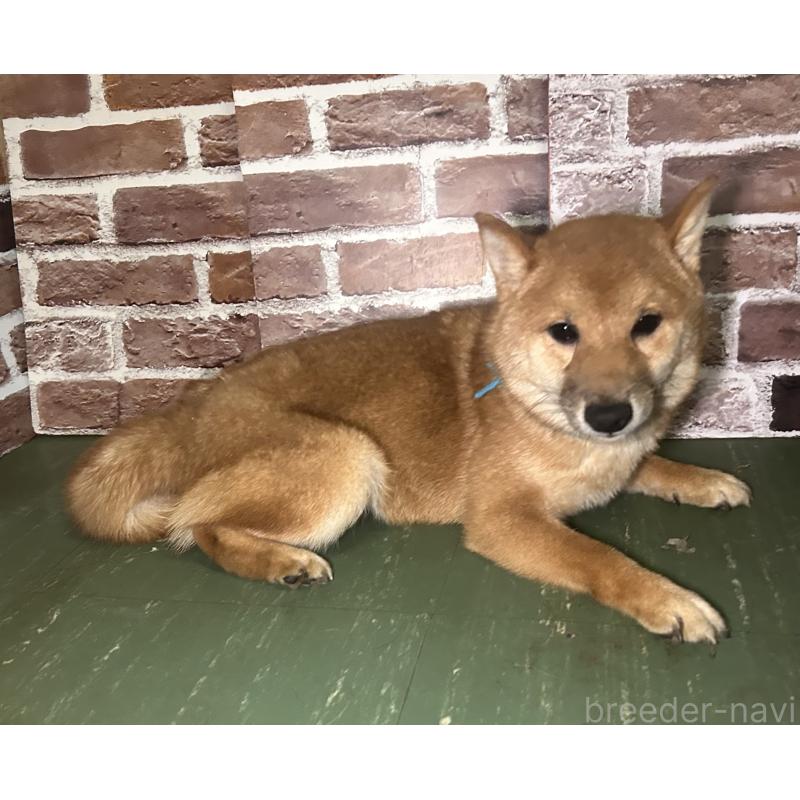 販売中の福岡県の豆柴-417543の5枚目