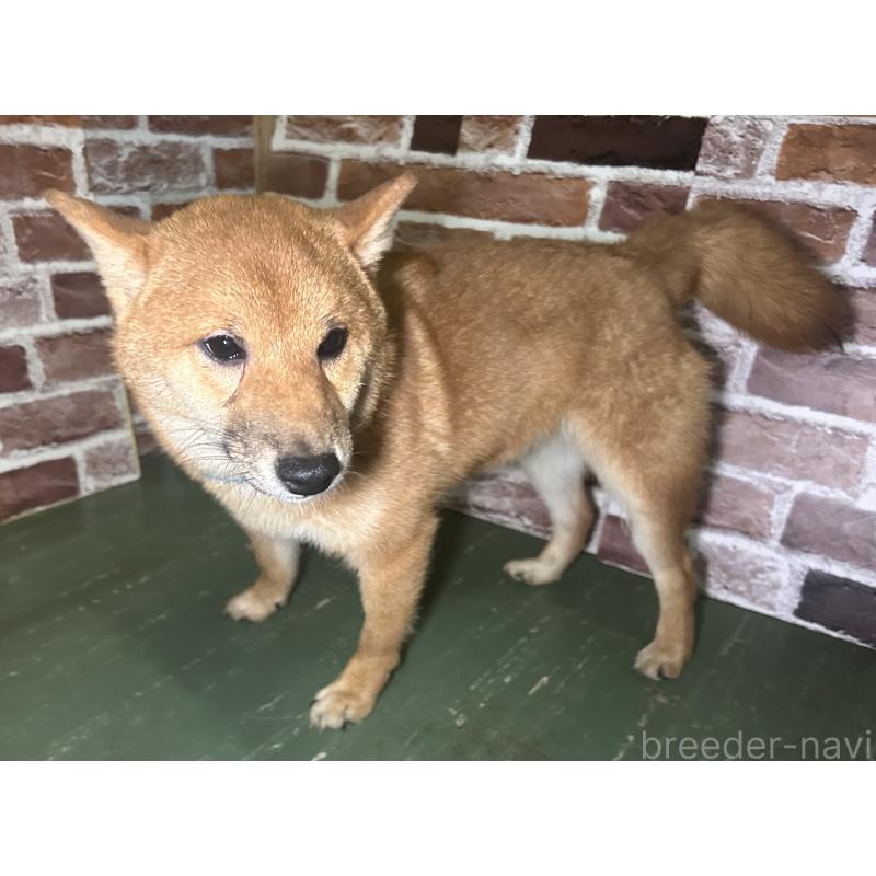 販売中の福岡県の豆柴-417543の4枚目