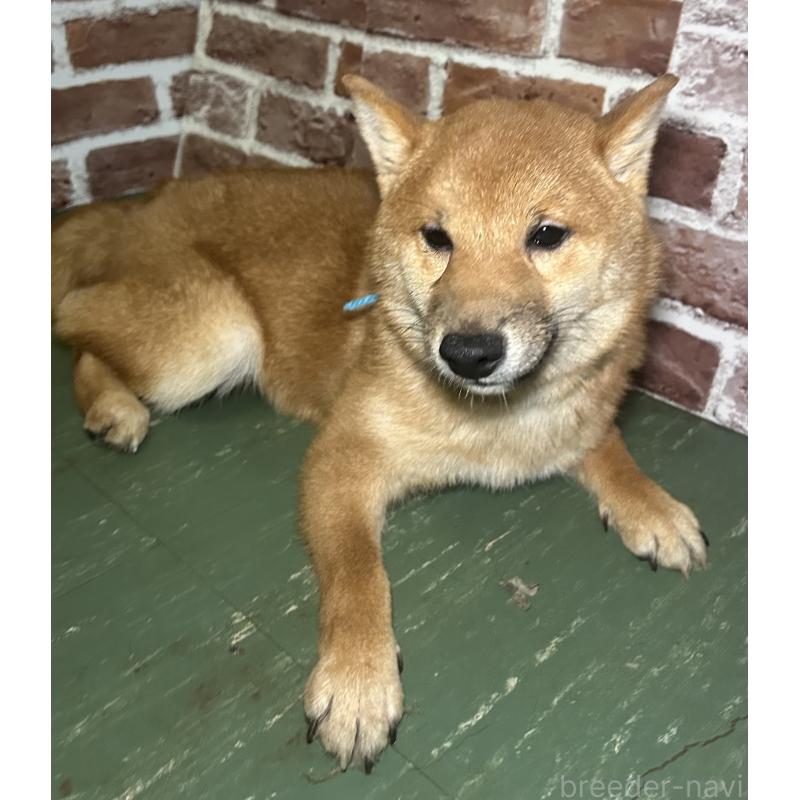 販売中の福岡県の豆柴-417543の3枚目