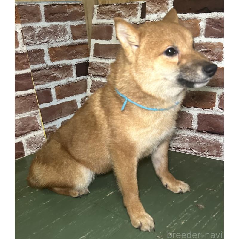 販売中の福岡県の豆柴-417543の2枚目