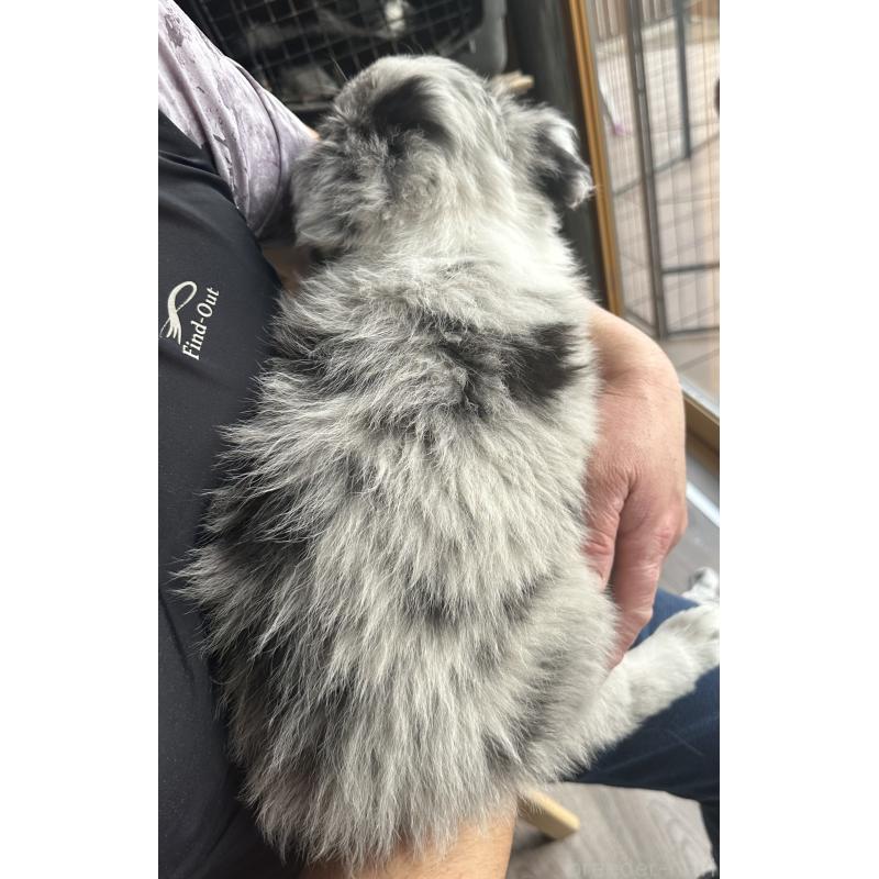 販売中の茨城県のボーダーコリー-438357の2枚目