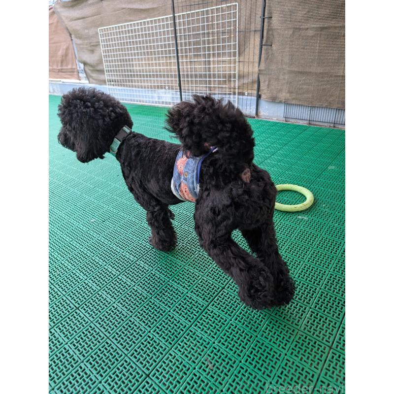 販売中の岡山県のミディアムプードル-437936の4枚目