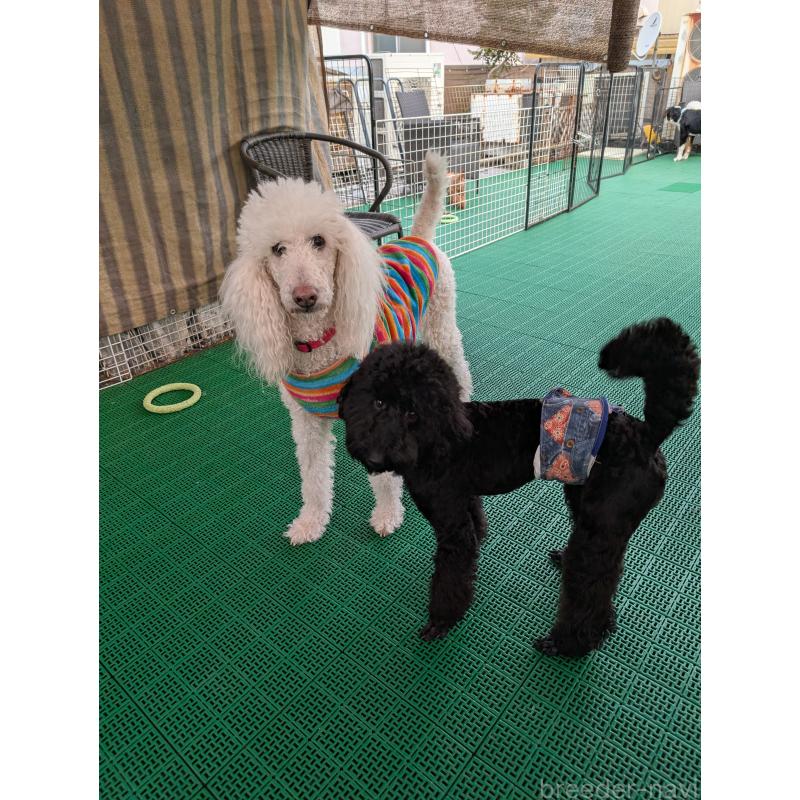 販売中の岡山県のミディアムプードル-437936の3枚目