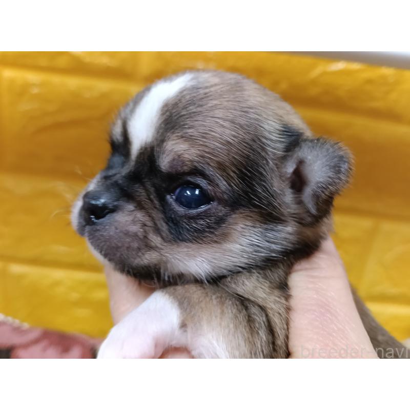 販売中の千葉県のチワワ(ロングコート)-448545の11枚目