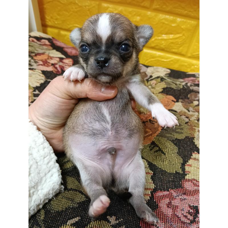 販売中の千葉県のチワワ(ロングコート)-448545の9枚目