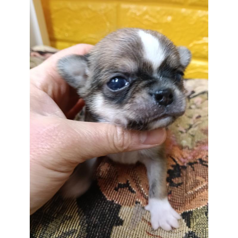 販売中の千葉県のチワワ(ロングコート)-448545の8枚目