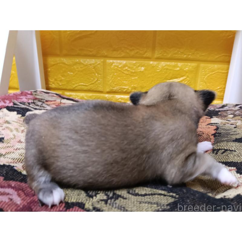 販売中の千葉県のチワワ(ロングコート)-448545の7枚目