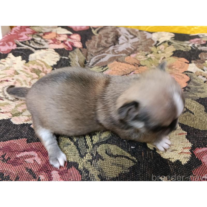 販売中の千葉県のチワワ(ロングコート)-448545の6枚目