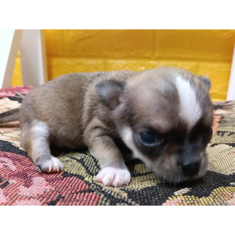 販売中の千葉県のチワワ(ロングコート)-448545の5枚目