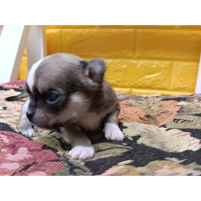 販売中の千葉県のチワワ(ロングコート)-448545の4枚目