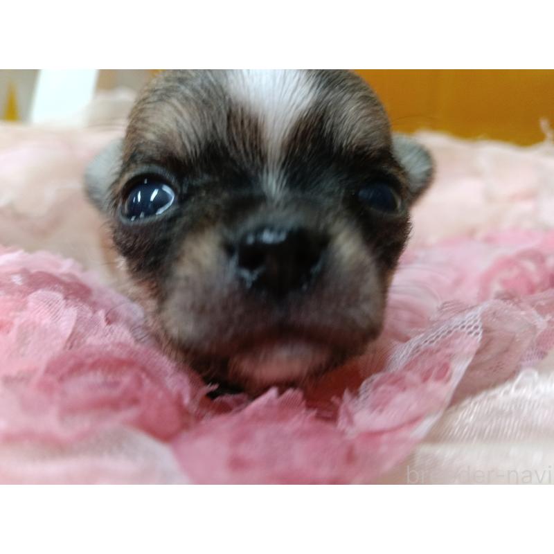 販売中の千葉県のチワワ(ロングコート)-448545の3枚目