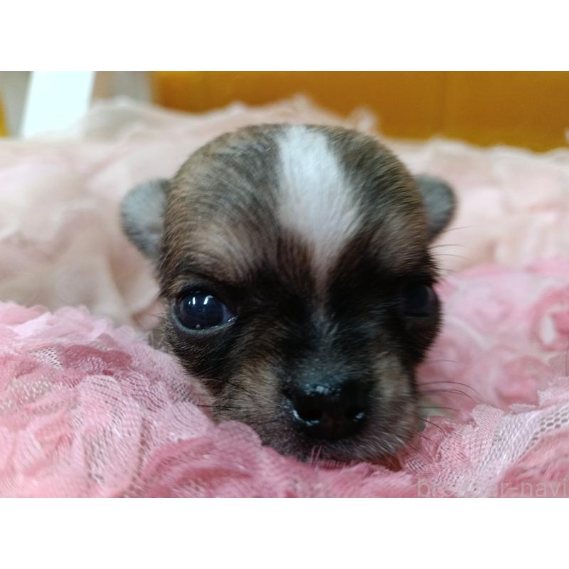 販売中の千葉県のチワワ(ロングコート)-448545の2枚目