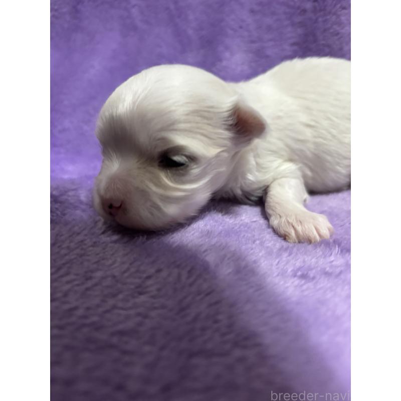 販売中の福岡県のマルチーズ-448742の2枚目