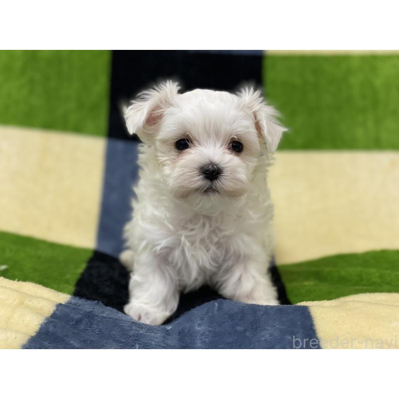 販売中の長野県のマルチーズ-448547の4枚目