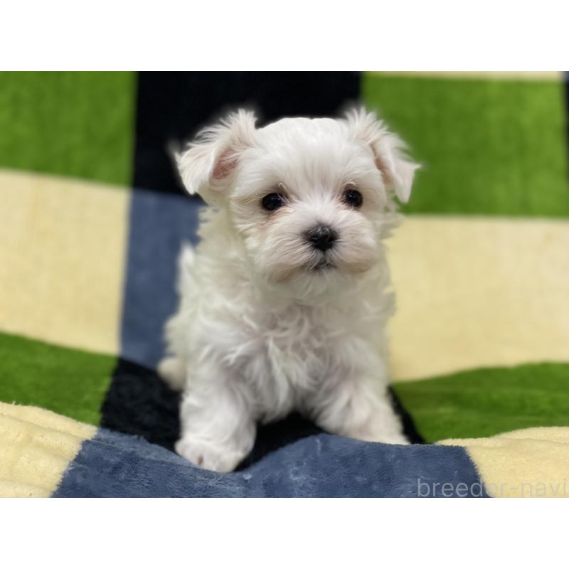 販売中の長野県のマルチーズ-448547の3枚目