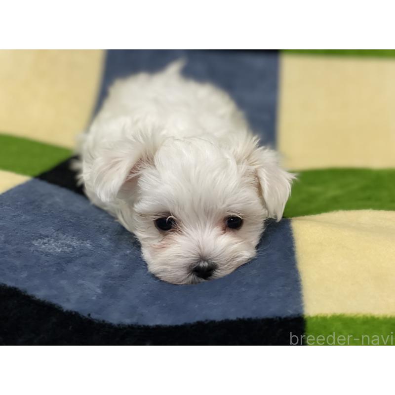 販売中の長野県のマルチーズ-448547の2枚目