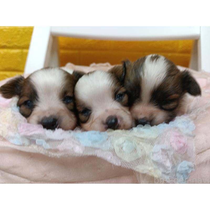 販売中の千葉県のパピヨン-448557の25枚目