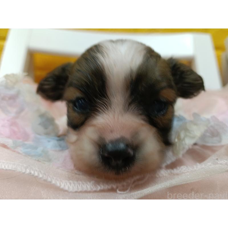 販売中の千葉県のパピヨン-448557の23枚目