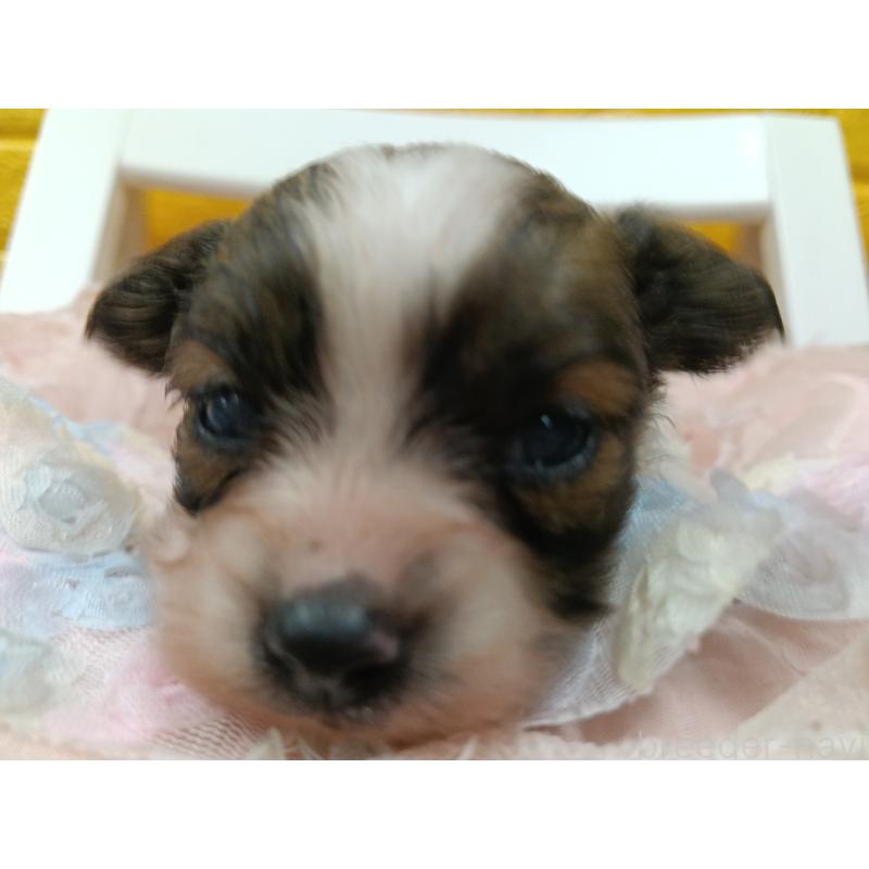 販売中の千葉県のパピヨン-448557の22枚目