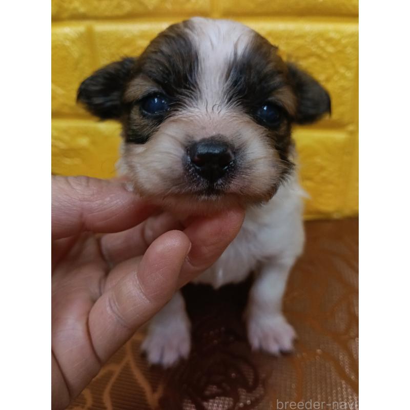 販売中の千葉県のパピヨン-448557の20枚目