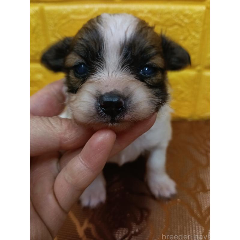 販売中の千葉県のパピヨン-448557の19枚目