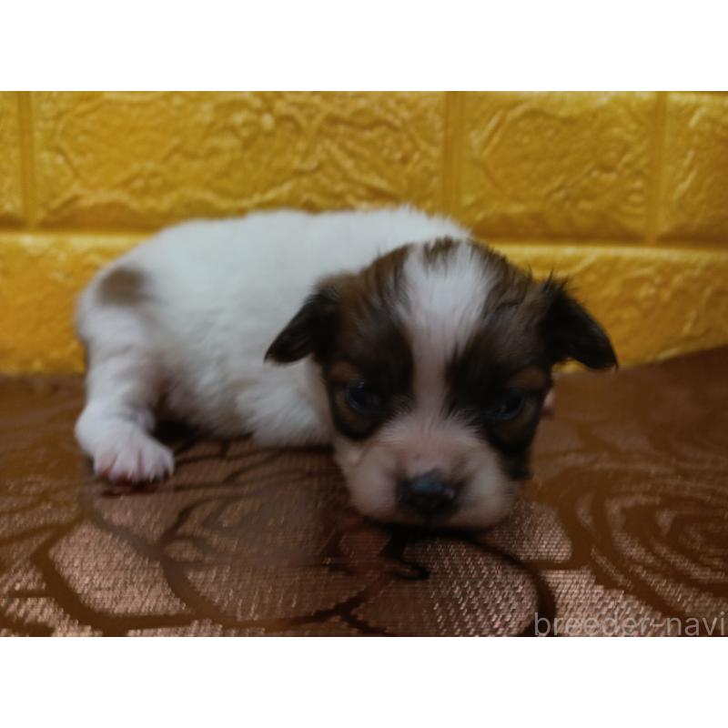 販売中の千葉県のパピヨン-448557の18枚目