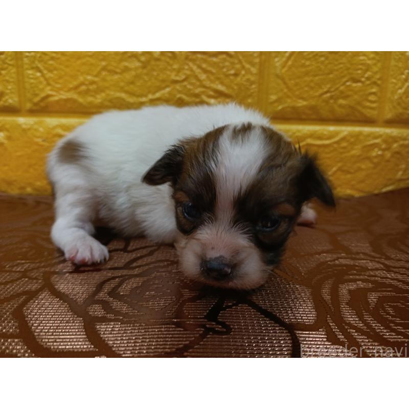 販売中の千葉県のパピヨン-448557の17枚目