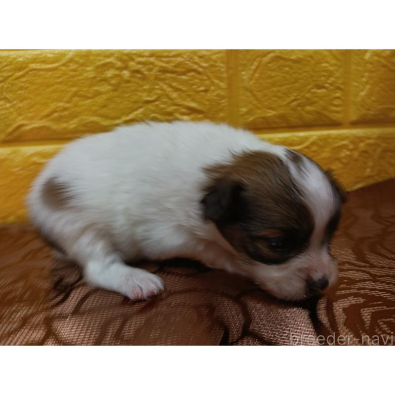 販売中の千葉県のパピヨン-448557の15枚目