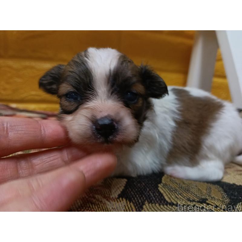 販売中の千葉県のパピヨン-448557の14枚目