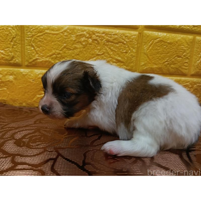 販売中の千葉県のパピヨン-448557の13枚目