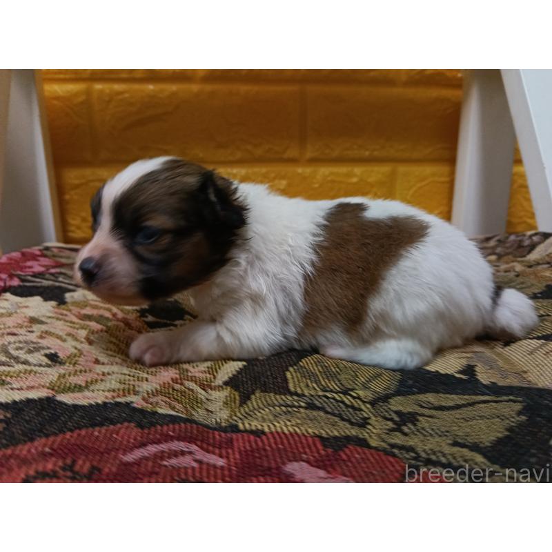 販売中の千葉県のパピヨン-448557の11枚目