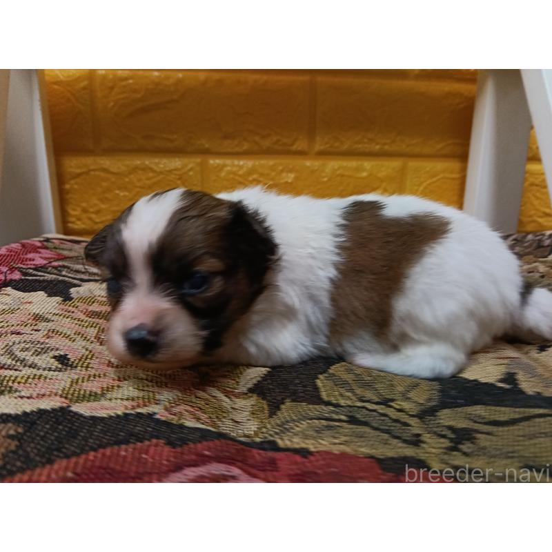 販売中の千葉県のパピヨン-448557の10枚目