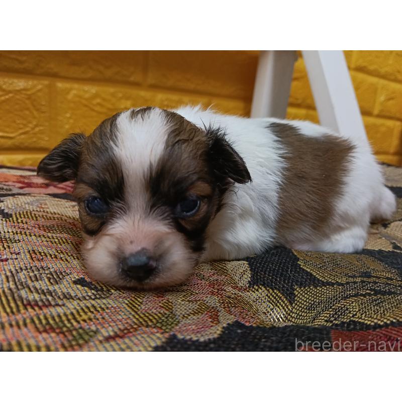 販売中の千葉県のパピヨン-448557の9枚目