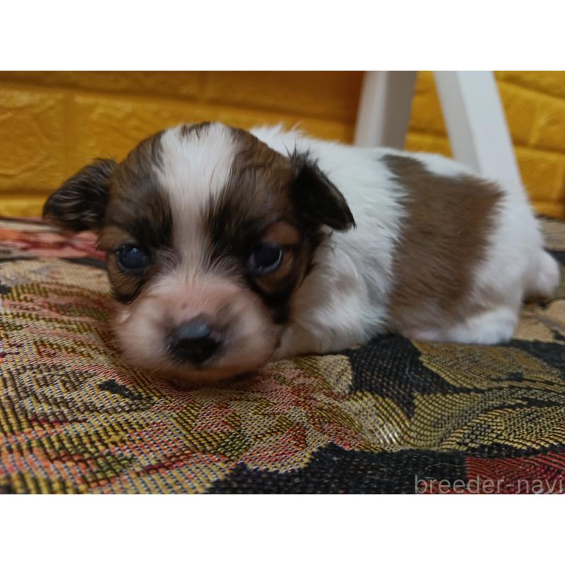 販売中の千葉県のパピヨン-448557の8枚目