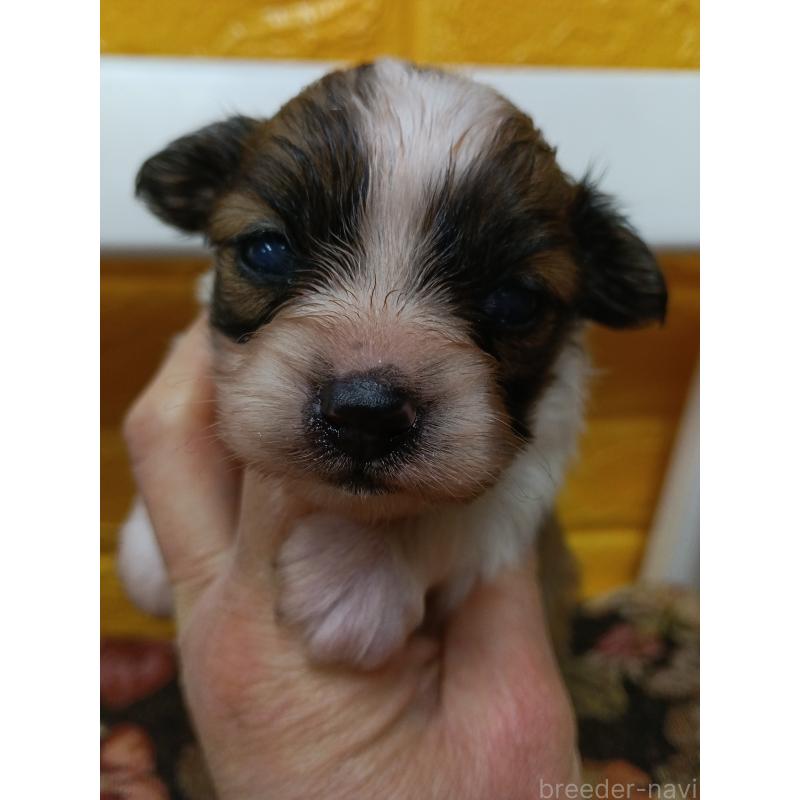 販売中の千葉県のパピヨン-448557の7枚目