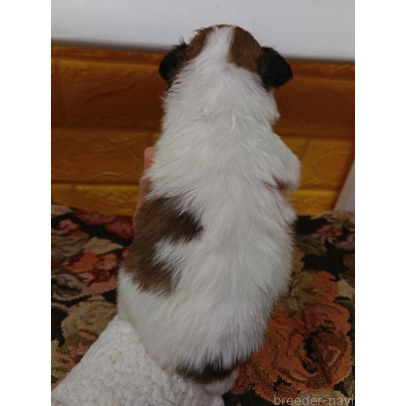 販売中の千葉県のパピヨン-448557の6枚目