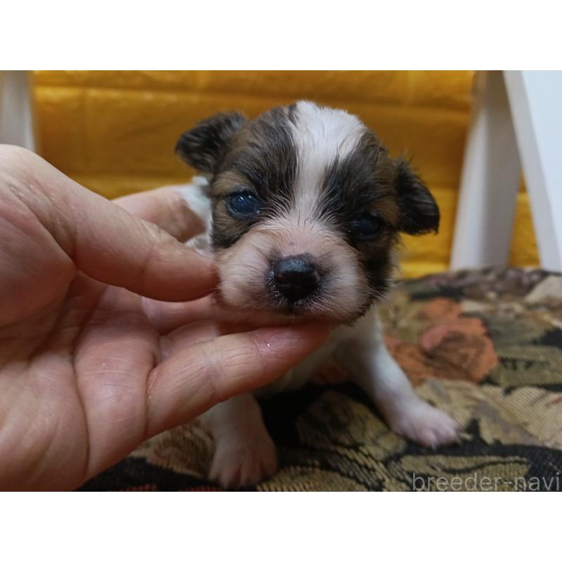 販売中の千葉県のパピヨン-448557の4枚目