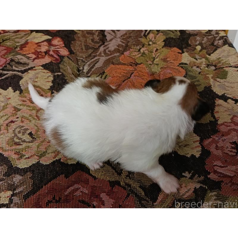 販売中の千葉県のパピヨン-448557の3枚目