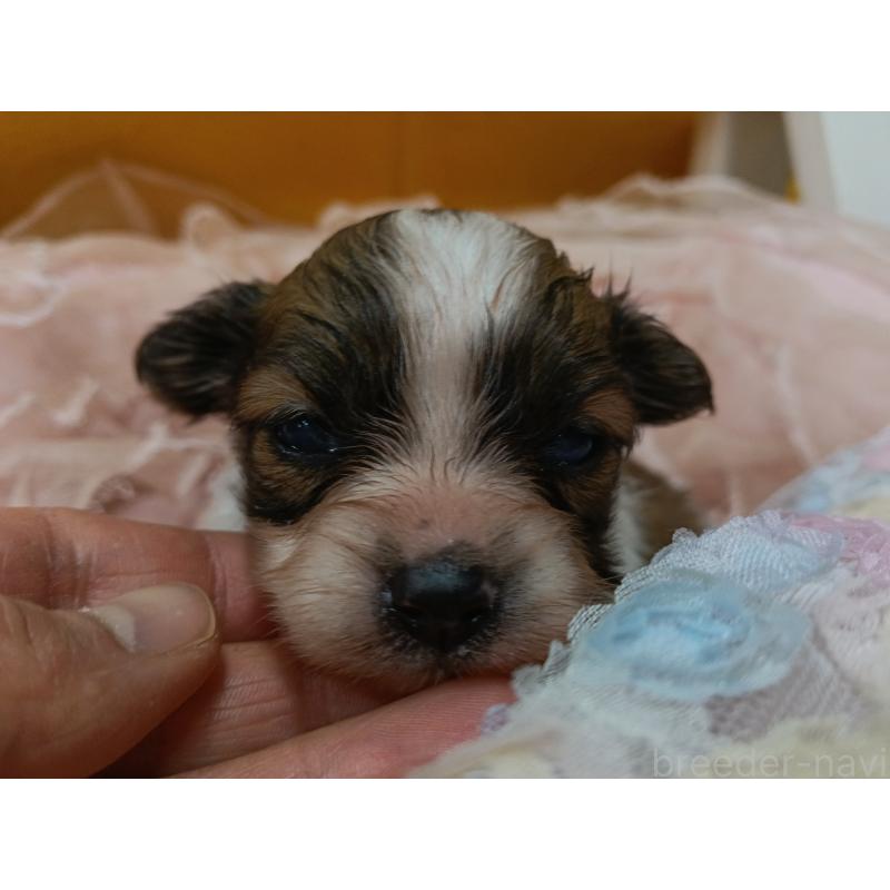 販売中の千葉県のパピヨン-448557の2枚目