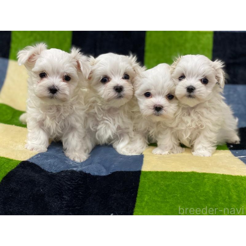 販売中の長野県のマルチーズ-448553の5枚目