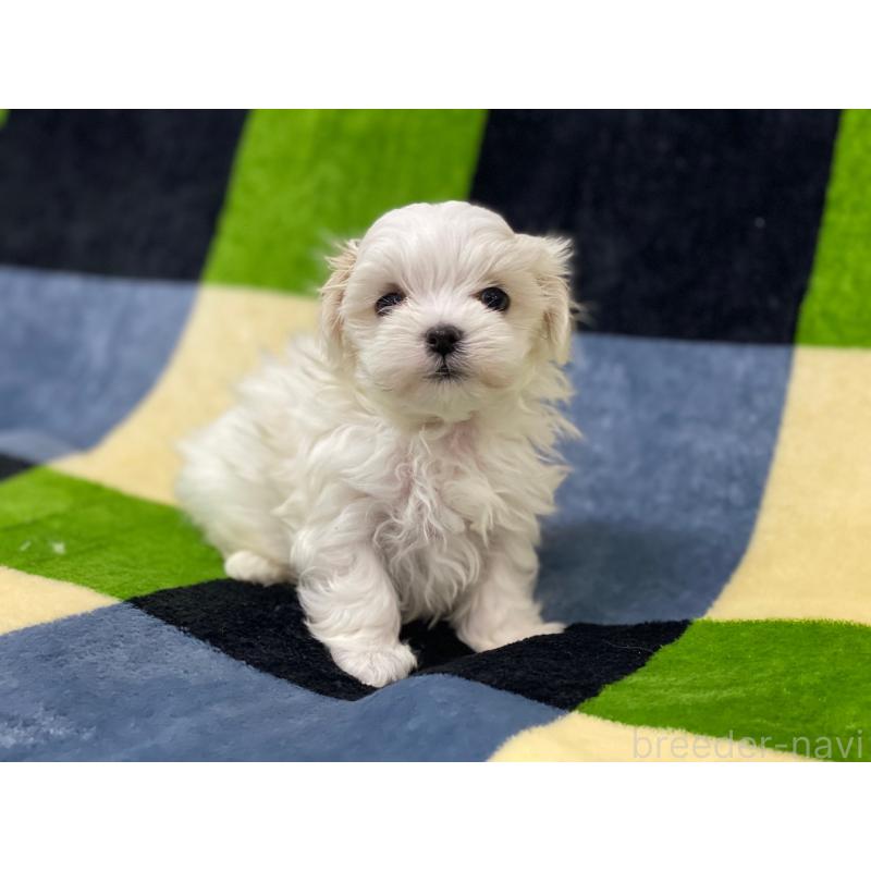 販売中の長野県のマルチーズ-448553の4枚目