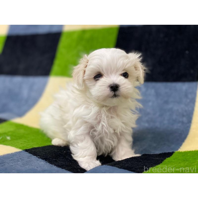 販売中の長野県のマルチーズ-448553の3枚目