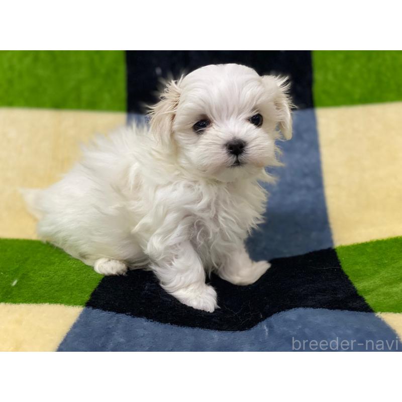 販売中の長野県のマルチーズ-448553の2枚目