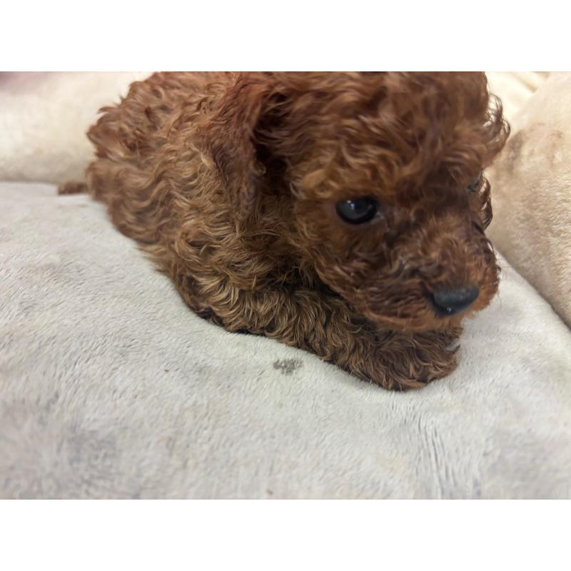 販売中の愛知県のタイニープードル-448555