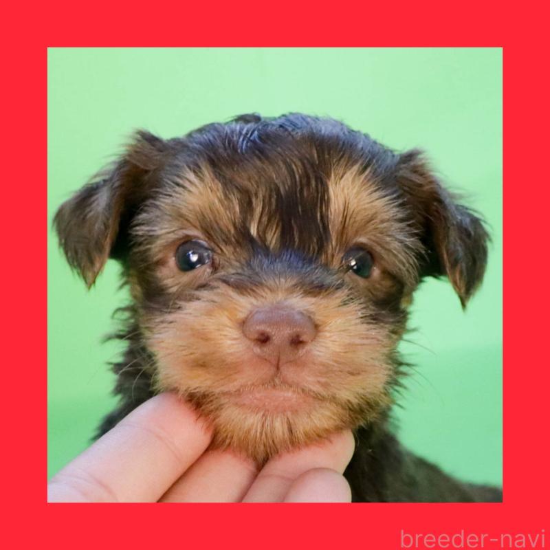 販売中の愛知県のヨークシャーテリア-444257