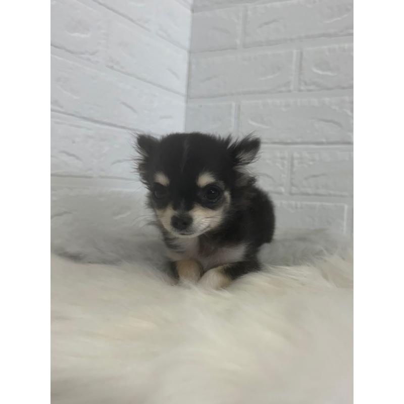 販売中の岡山県のチワワ(ロングコート)-448766の14枚目